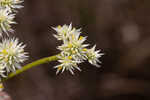 Baldwin's milkwort